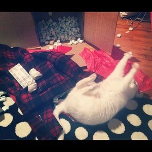 Meet my cat! “Momma cat”!